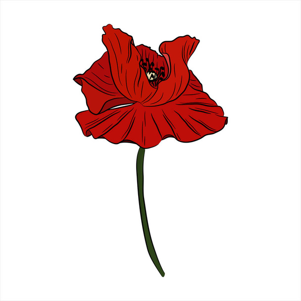 Poppy colorful - Vector, Image