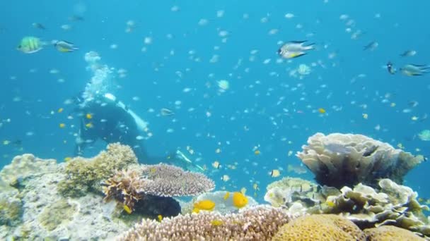 Arrecife de coral con peces bajo el agua. Leyte, Filipinas. - Imágenes, Vídeo