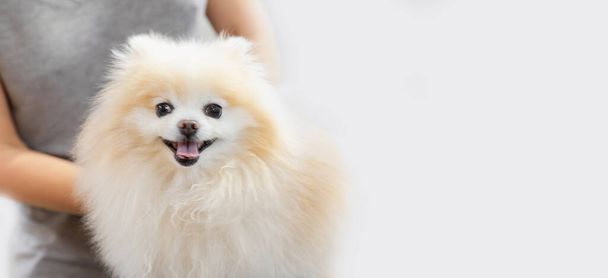 Professional groomer combing little dog pomeranian spitz, white background - Photo, Image
