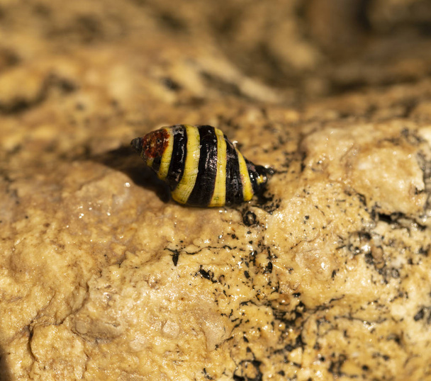 Engina trifasciata, jest powszechnie znany jako "striped engina" lub "trzmiel ślimak pszczeli", nazwy, które mogą również odnosić się do Engina mendicaria. - Zdjęcie, obraz