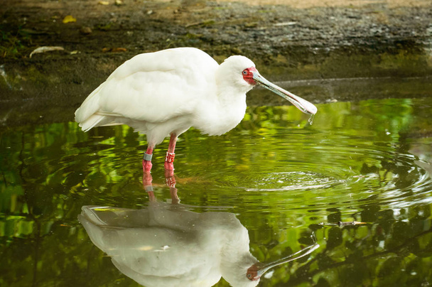 Cucchiaio uccello bianco dalle orecchie rosse con un ampio becco cammina sull'acqua in uno stagno
. - Foto, immagini