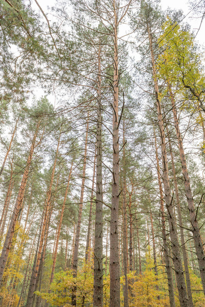 Autumn pine forest. View from the bottom upwards - Фото, зображення