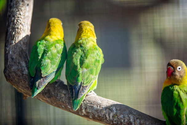 Πολύχρωμοι παπαγάλοι σε κλουβί σε ζωολογικό κήπο. - Φωτογραφία, εικόνα