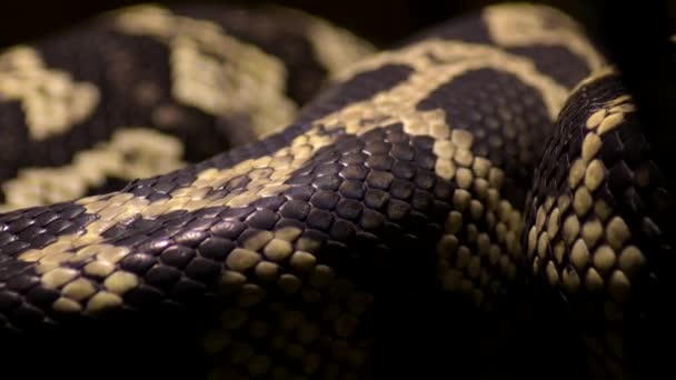 Diamante python escamas de cobra corpo rastejando - Morelia spilota
 - Filmagem, Vídeo