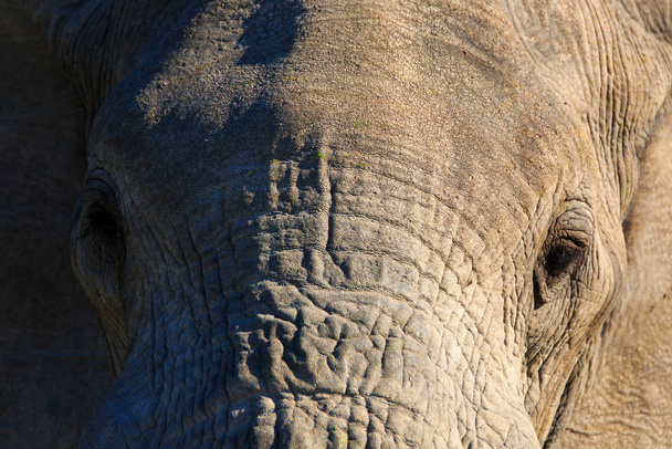 African elephant animal, large mammal - Foto, Imagen