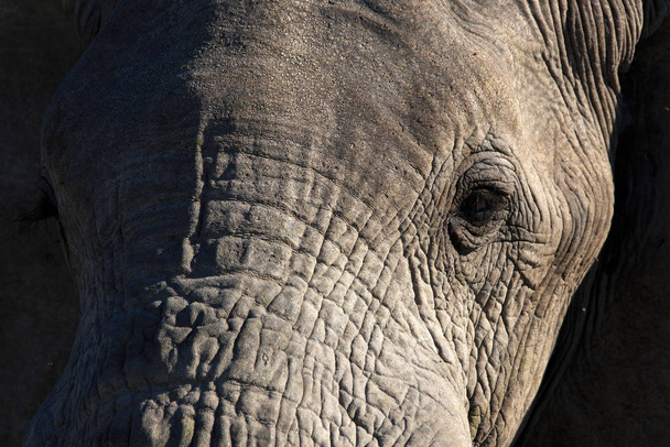 African elephant animal, large mammal - Фото, изображение