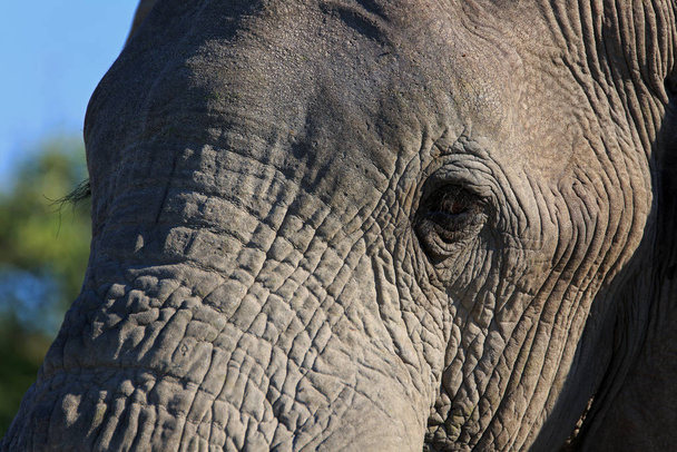 African elephant animal, large mammal - Foto, immagini