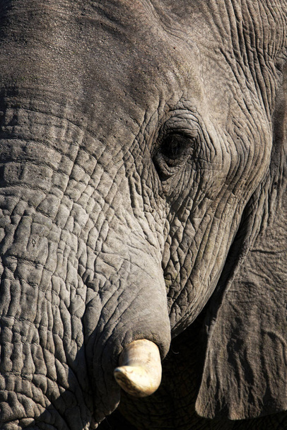Savannah Elephant, nature animal, fauna mammal - Foto, immagini