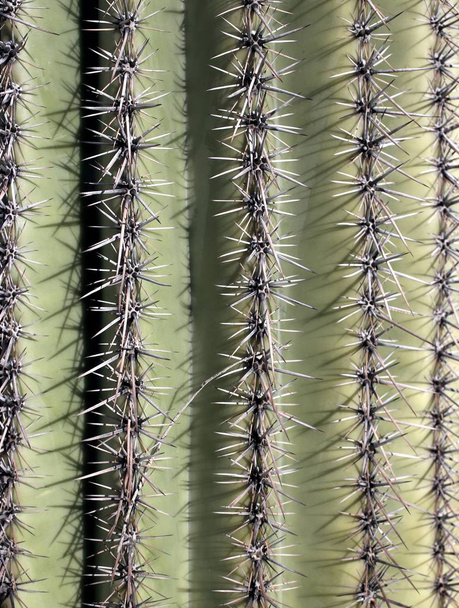 cactus plant, botanical plant with thorns - 写真・画像