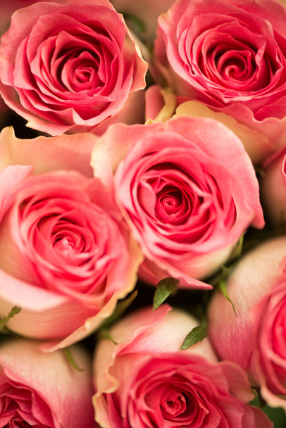 Гарні троянди в концепції святкування
 - Фото, зображення