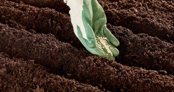 Close up view on rubber on cloth gloved hand placing tiny seeds in rows of dark bare garden soil outdoors - Zdjęcie, obraz