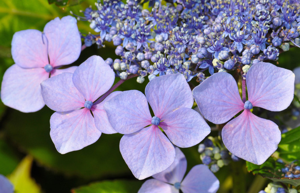 Violetti hortensia kukkii
 - Valokuva, kuva