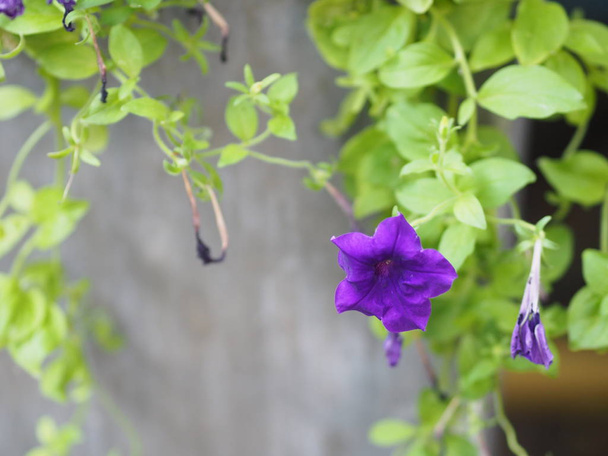 Vlna fialová barva Petunie Hybrida, Solanaceae, jméno kytice květiny krásné na rozmazané přírody pozadí Květiny jsou jednokvětý tvar je kužel, dlouhý krk květiny, okvětní lístky a vedlejší okvětní lístky. Květina má 5 laloků - Fotografie, Obrázek