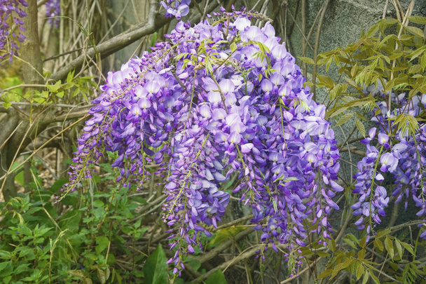 Flores de primavera. Wisteria floreciente vid en el jardín - Foto, imagen