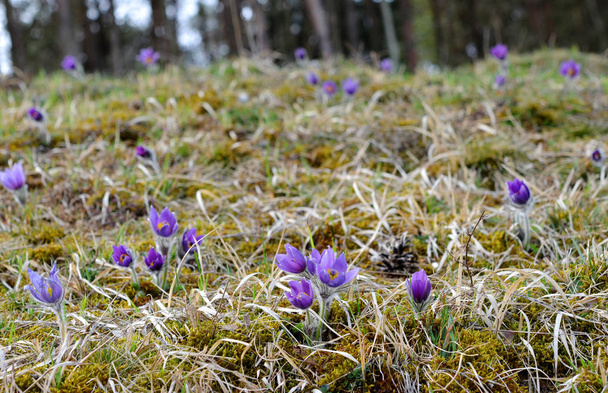 spring flowers, flora and petals  - Fotografie, Obrázek