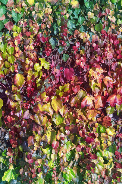 Jasné podzimní pozadí. Barevné břečťanové listy (Hedera) - Fotografie, Obrázek