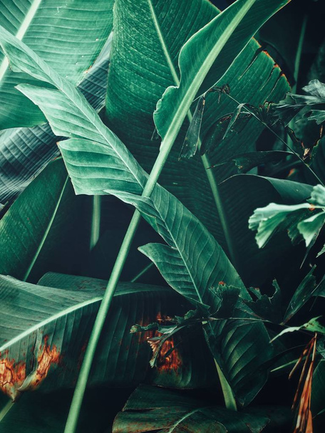Belle de feuilles tropicales vertes - Photo, image