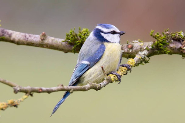 blue tit sitting on a branch.\rblue tit sitting on a branch. - Foto, immagini