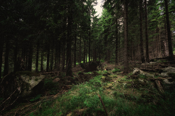 the forest around the brocken - Фото, изображение