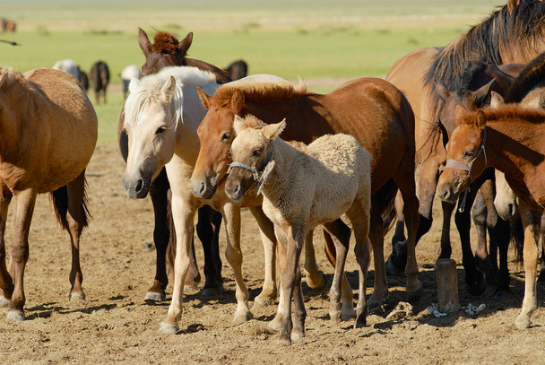 Horses in steppe near Kharkhorin, Mongolia. - Photo, Image