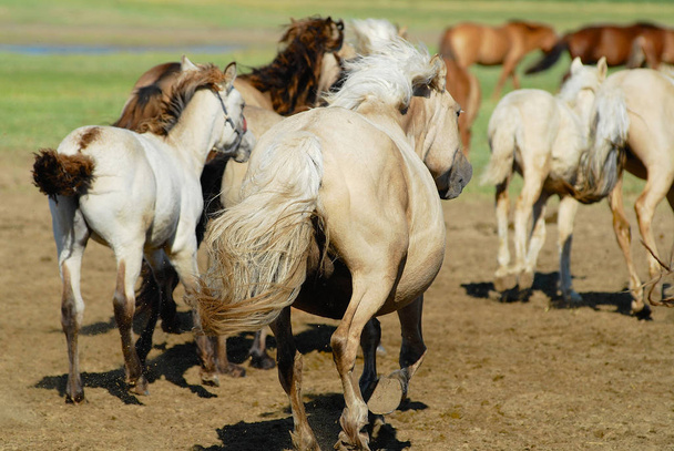 Horses run in steppe near Kharkhorin, Mongolia. - Photo, Image