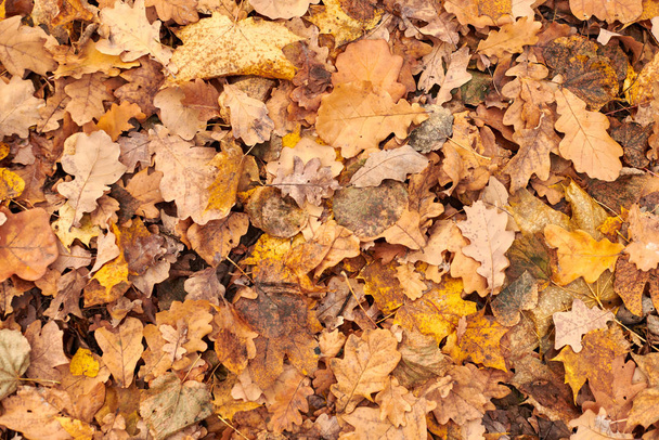 Podzimní listí, pohled shora - Fotografie, Obrázek