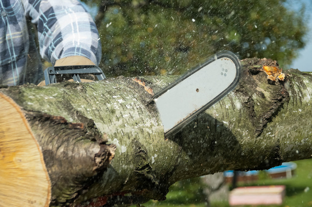 Il taglialegna taglia il legname vicino alla motosega
 - Foto, immagini