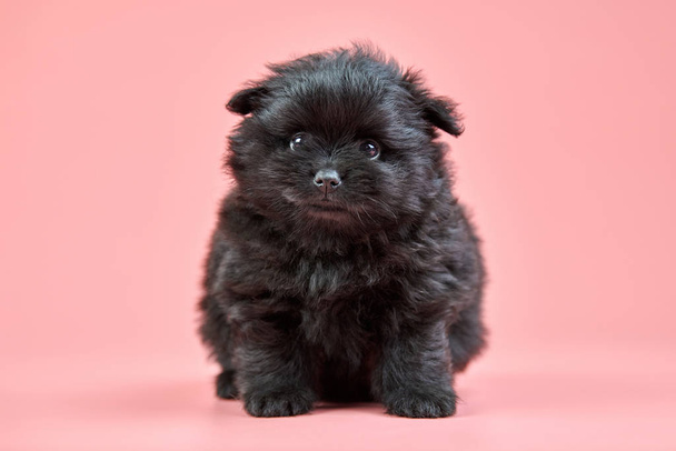 ポメラニアンスピッツ子犬オンピンクの背景 - 写真・画像