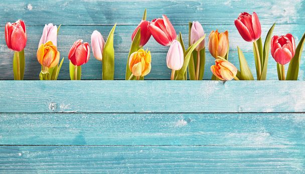 Still life border of colorful fresh spring tulips arranged as a row between two blue-green rustic wooden panels with copy space below - Φωτογραφία, εικόνα