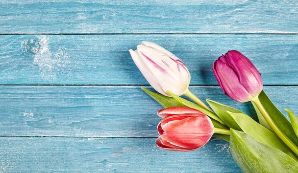 Three fresh colorful pink, red and purple spring tulips with copy space over rustic blue wooden boards, arranged in the bottom right corner - Foto, imagen