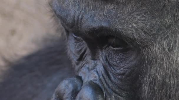 Oczy goryla samiec w naturalnym parku - goryl nizinny zachodniej - Materiał filmowy, wideo