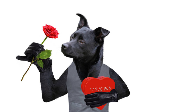 Walentynki pies z prezentem i różą - Zdjęcie, obraz