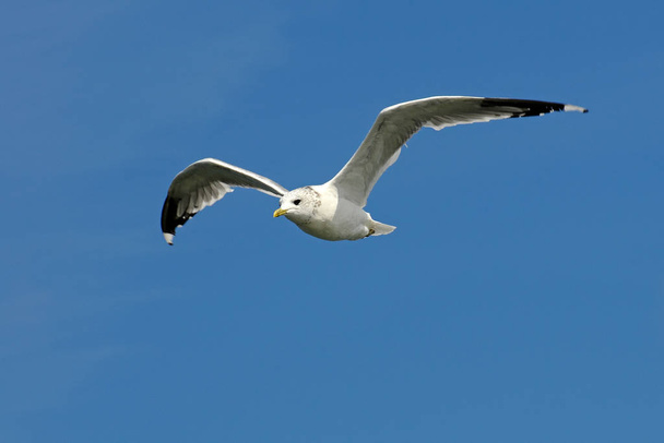 scenic view of beautiful cute gull bird - 写真・画像