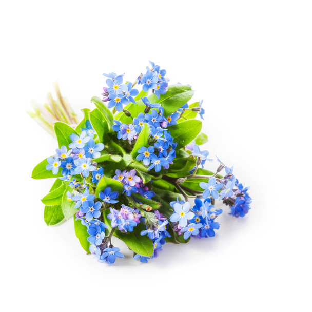 Blue forget me not flowers bunch isolated on white background clipping path included. - Photo, Image