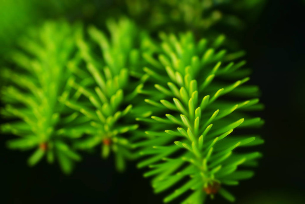Green prickly branches of a fur-tree or pine - Foto, Imagen