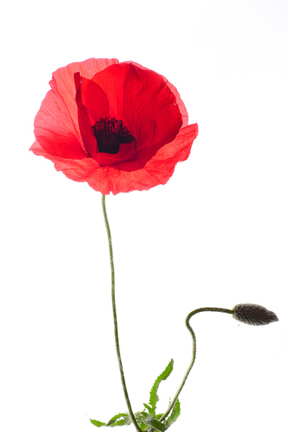 Flower of a red poppy isolated background  - Foto, Imagen