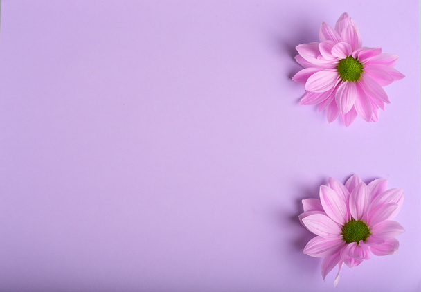 Rózsaszín krizantém Virág felső nézet a háttér - Fotó, kép