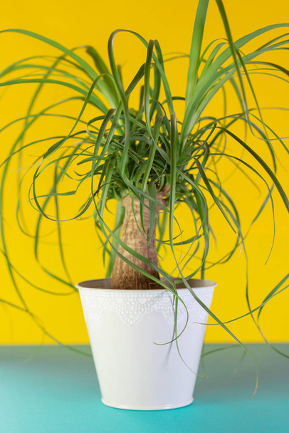 Beucarnea in a Flower pot. Green house plant on yellow and blue Background. - Фото, зображення