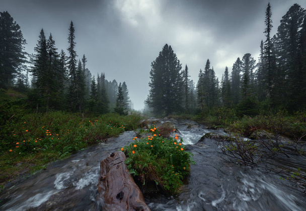 Trollius kwiaty nad potokiem w lesie - Zdjęcie, obraz