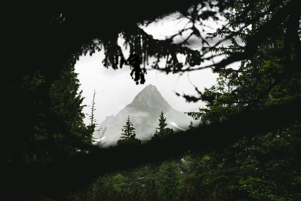 Egyetlen álló hegycsúcs a Magas-Tátra Nemzeti Park ágain keresztül - Fotó, kép