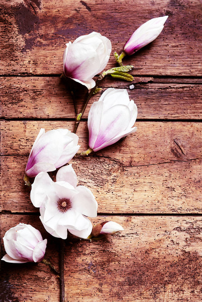 Arrangement of fresh pink magnolias on a rustic wood background symbolic of the spring season with copy space - Foto, Imagen