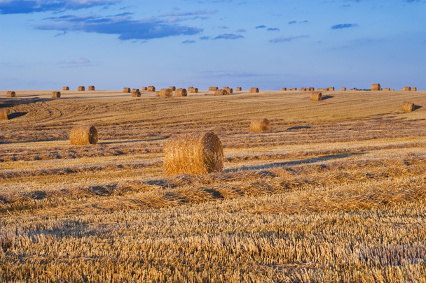 Farmers field full of hay bales - Foto, Bild