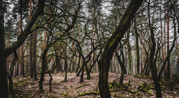 Bosque de árboles de forma extraña en Bosque Torcido
 - Foto, imagen