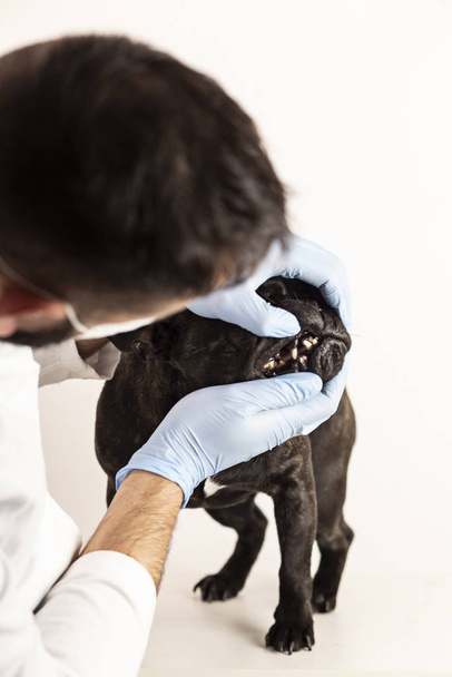 vétérinaire regardant la bouche du bouledogue français, fond blanc
 - Photo, image