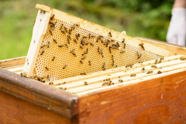 view of the honeycomb of a beehive frame - Foto, Imagem