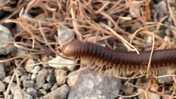 Macroshooting of a centipede on the earth in movement - Footage, Video