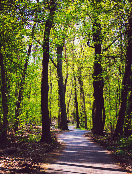Forest road way in summer with green trees - Φωτογραφία, εικόνα