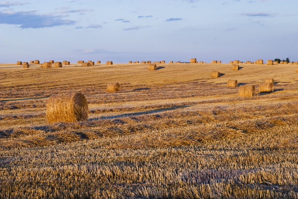 Farmers field full of hay bales - Photo, Image