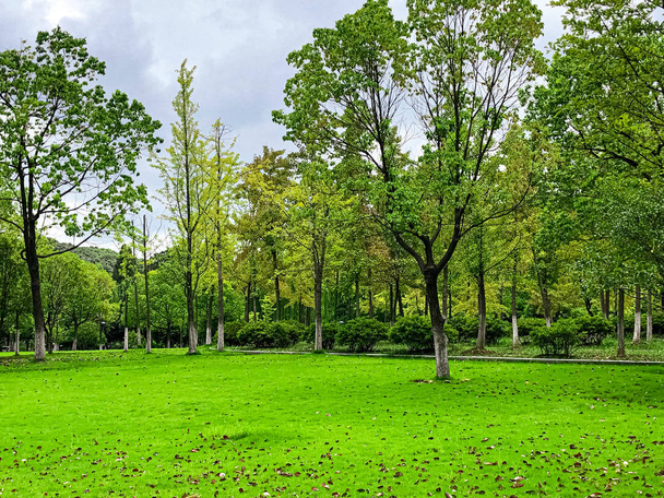 a fairytale green park with its beautiful green trees - Fotografie, Obrázek
