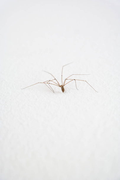 Közönséges háztartás hosszú lábú pók fehér falon közelkép sho - Fotó, kép